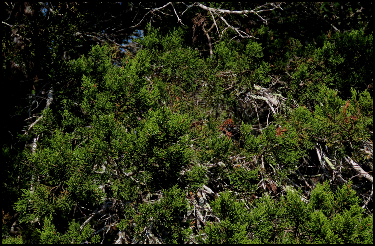A dense forest with lots of trees and branches