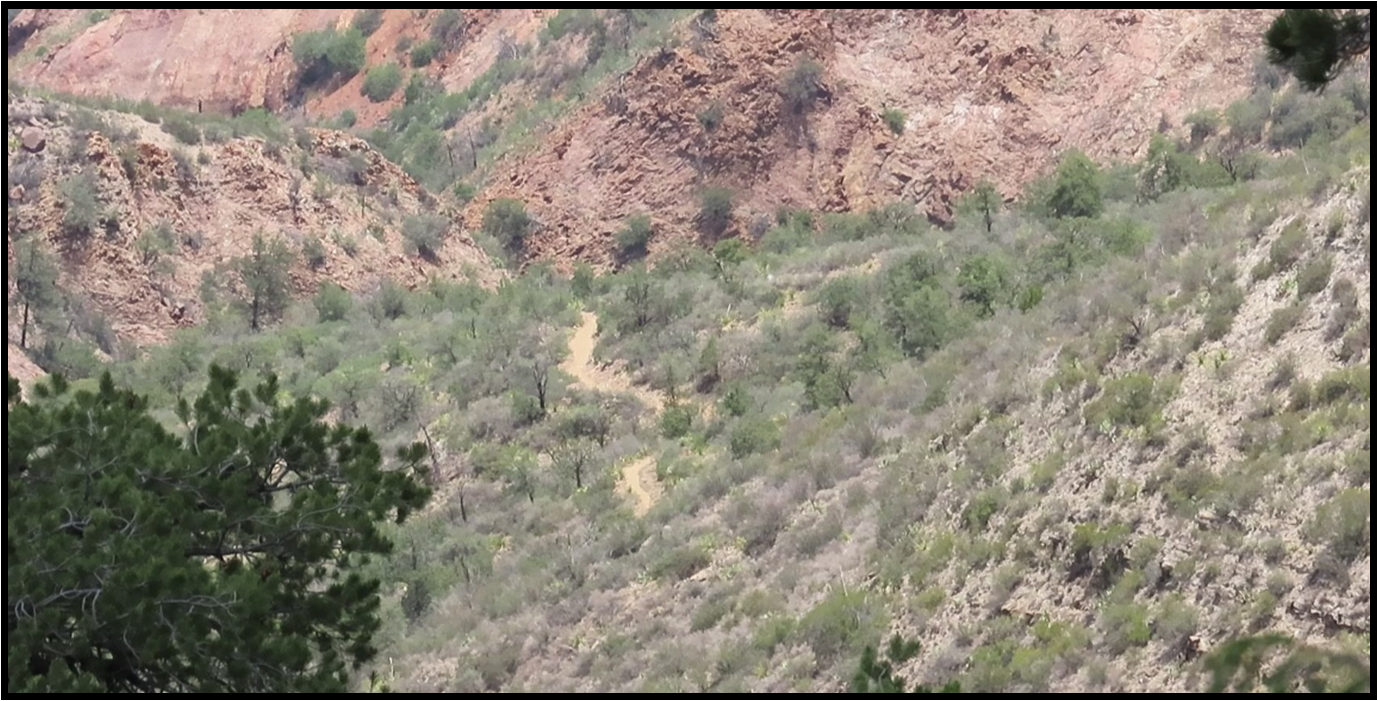 A dirt hillside with trees and bushes on it