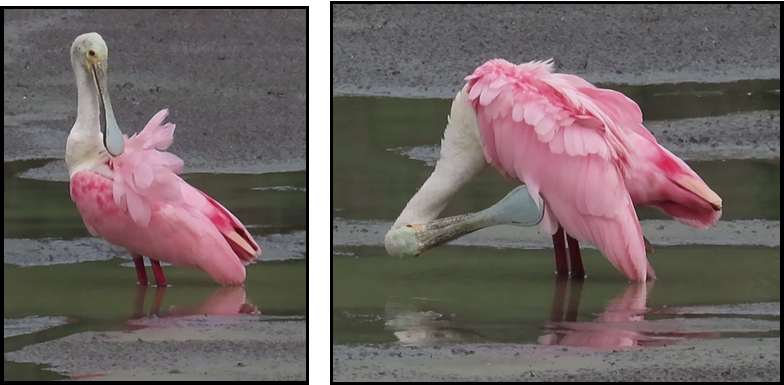 Two pink and white birds are standing in a puddle of water.