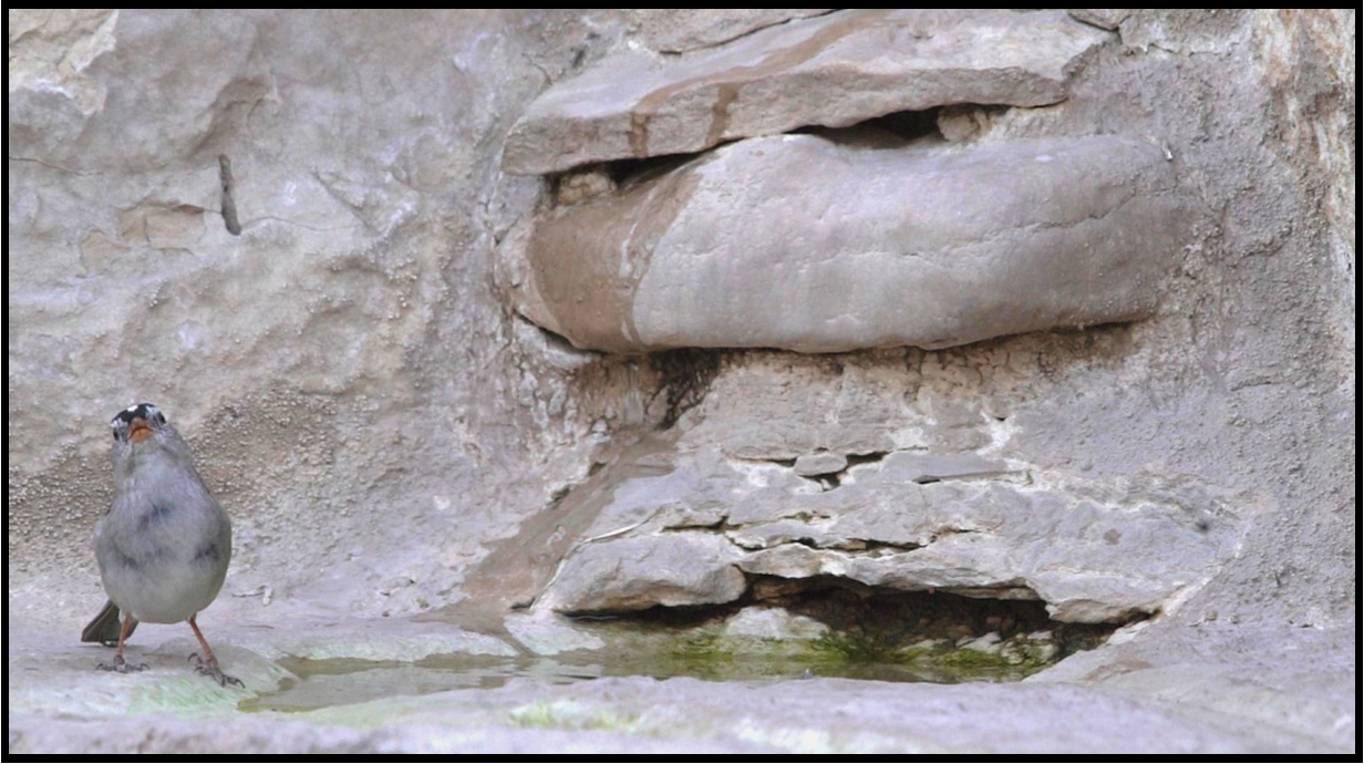 A small bird is standing next to a large rock.