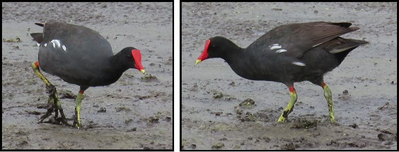 Two pictures of a black bird with a red beak standing in the mud.