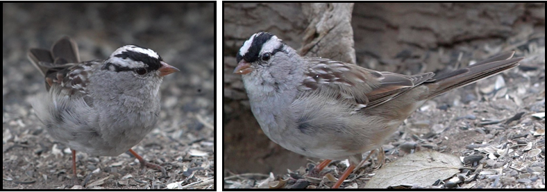 Two birds are standing next to each other on the ground.