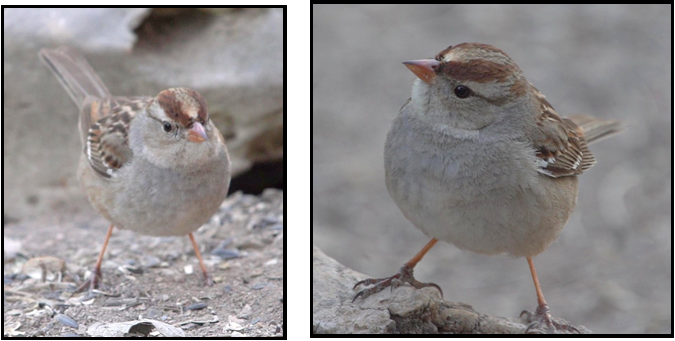Two pictures of a small bird standing on a rock