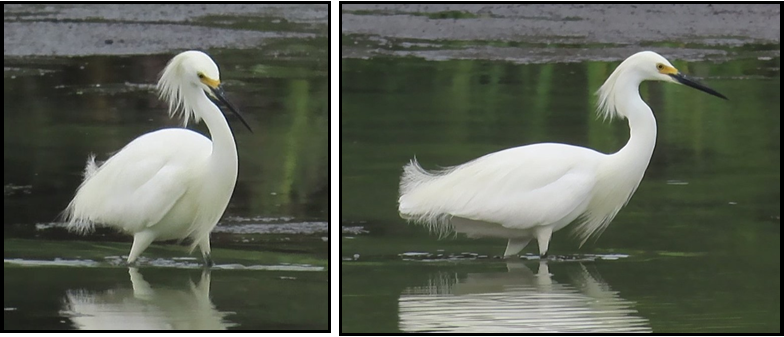 Two pictures of a white bird standing in the water