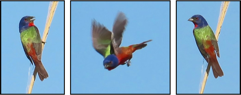 Three pictures of a bird flying and sitting on a branch