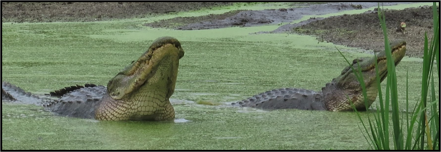 Two alligators are swimming in a swamp with their mouths open