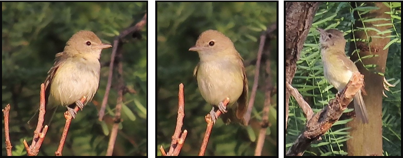 Three pictures of a bird sitting on a branch