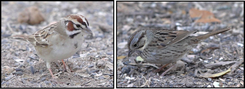 Two pictures of a small bird standing on the ground.