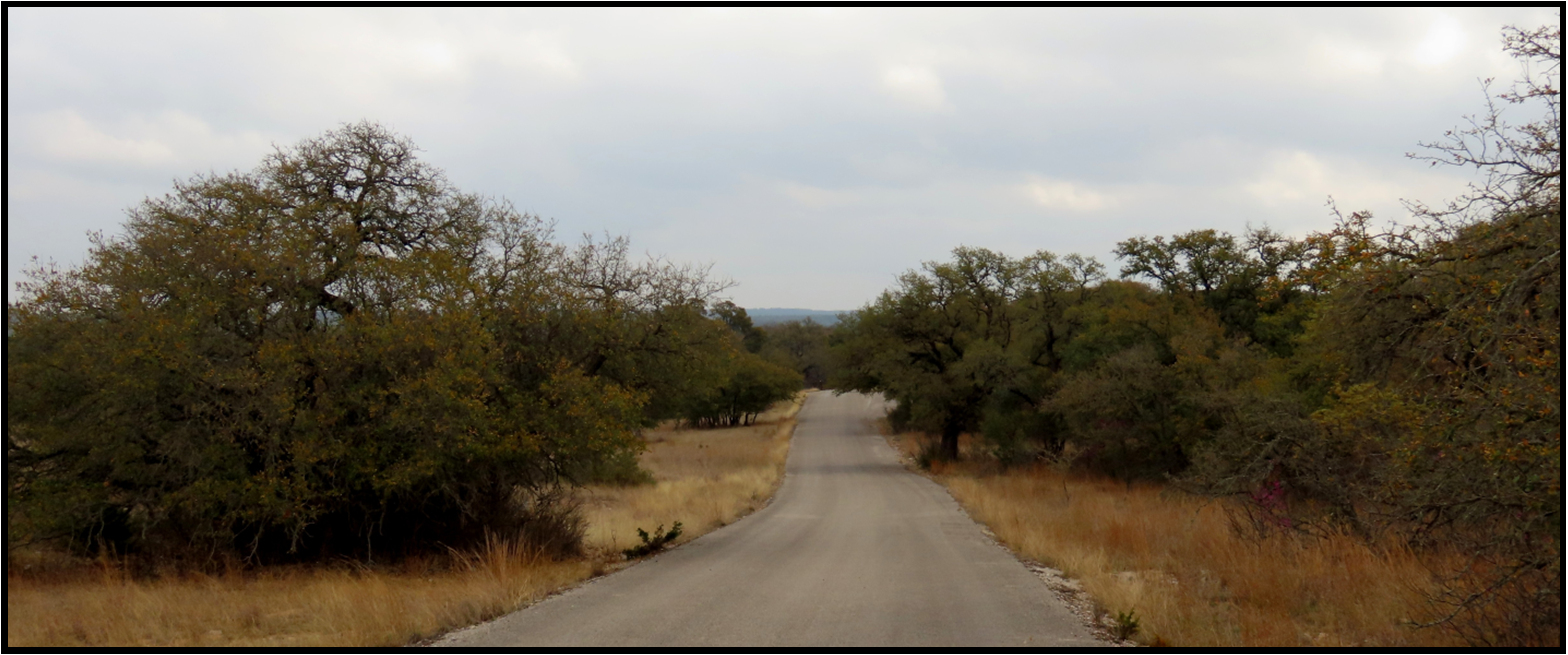 A road going through a field with trees on both sides