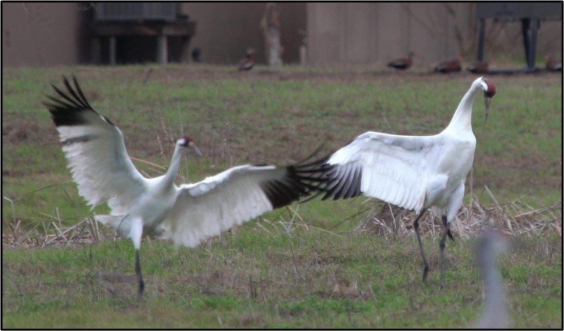 Two white birds are dancing in a grassy field