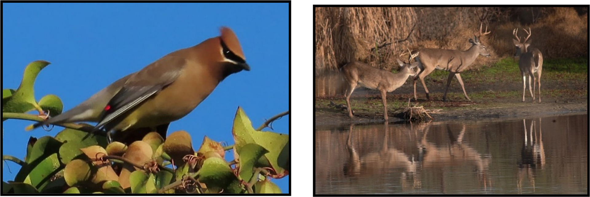 A bird is sitting on a branch next to a deer