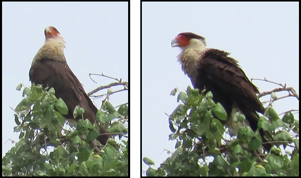 Two birds are perched on top of a tree branch.