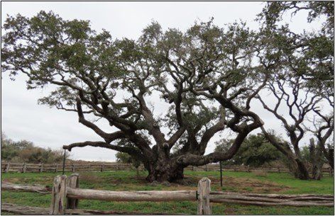 A large tree in a field with a wooden fence in the background