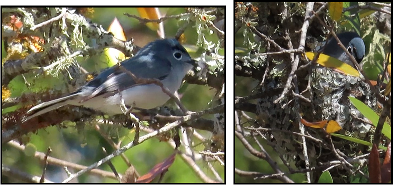 Two pictures of a bird sitting on a tree branch