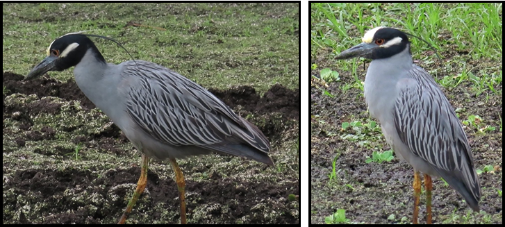 Two birds are standing next to each other in a field.