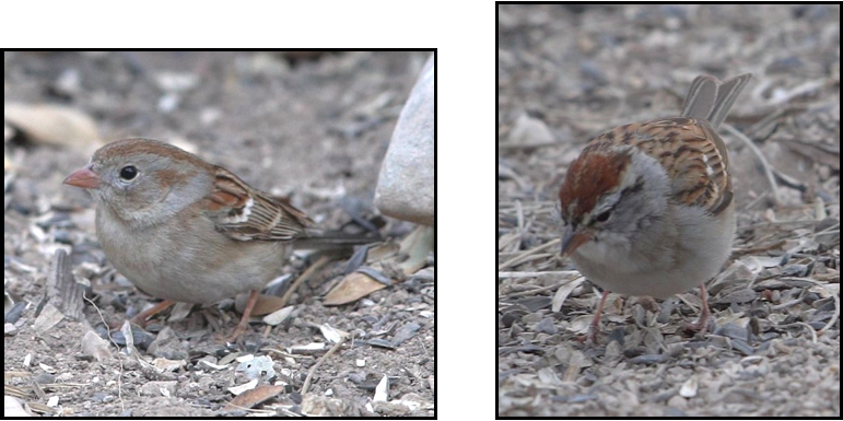 Two pictures of a small bird standing on the ground.