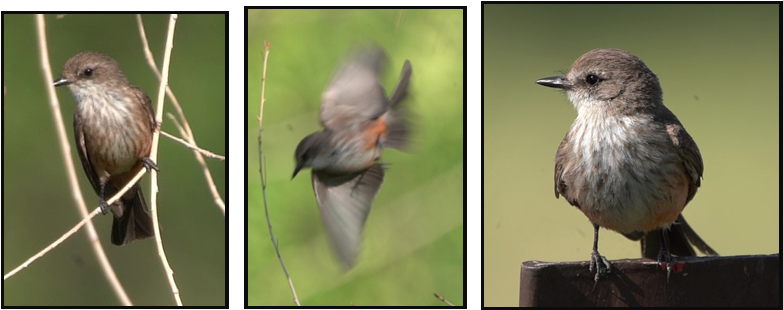 Three pictures of a bird sitting on a branch