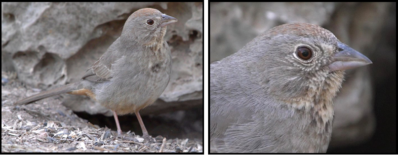 Two pictures of a bird standing next to a rock