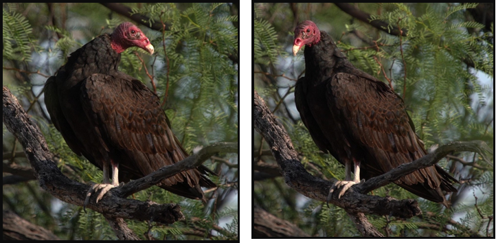 Two pictures of a vulture perched on a tree branch.