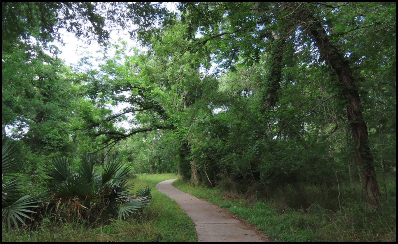 A path in the woods surrounded by trees and grass