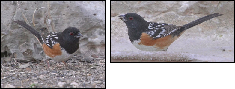 Two pictures of a bird standing on a rock.