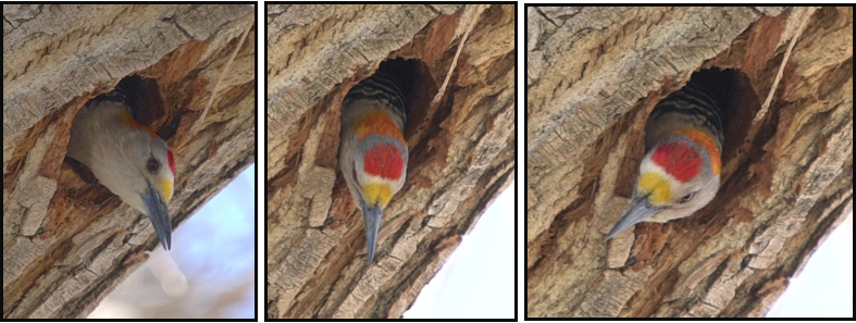 Three pictures of a bird coming out of a hole in a tree trunk.