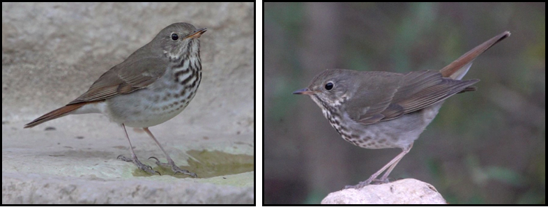 Two pictures of a bird standing on a rock.