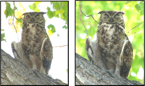 Two pictures of an owl sitting on a tree branch