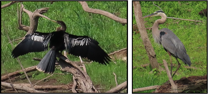 Two birds are standing next to each other on a tree branch.
