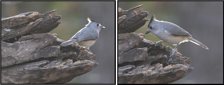 Two pictures of a bird sitting on a rock.