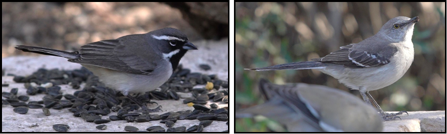 Two birds are standing next to each other eating seeds from a bird feeder.