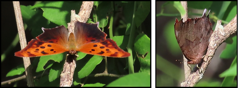 Two pictures of a butterfly sitting on a tree branch.