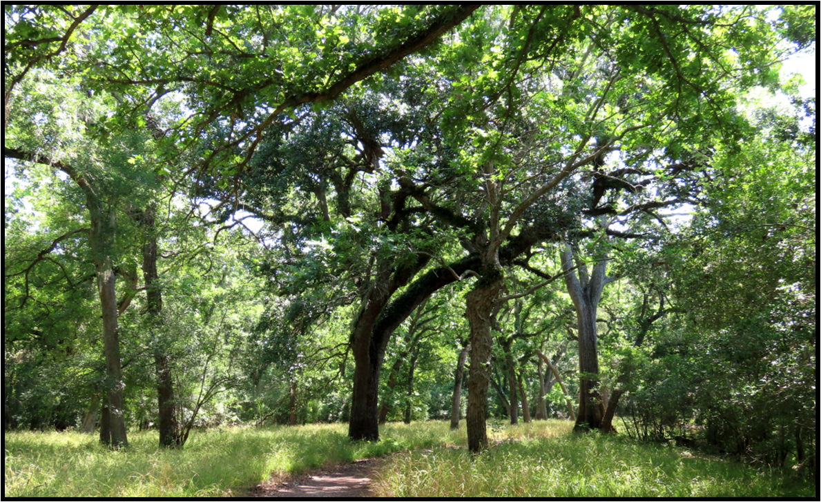 A path in the middle of a forest surrounded by trees