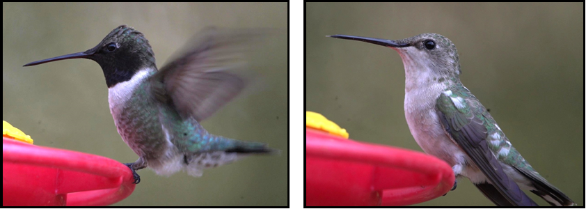 Two pictures of a hummingbird sitting on a red feeder.