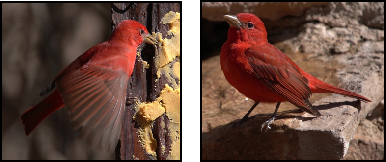 Two pictures of a red bird sitting on a rock.