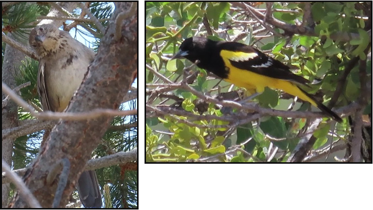 A black and yellow bird is perched on a tree branch