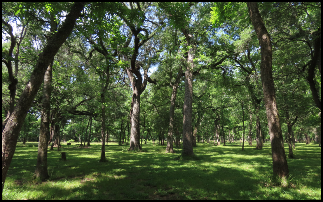 A lush green forest with lots of trees and grass