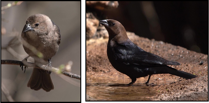 A bird is sitting on a branch and a bird is standing on a rock