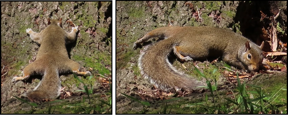Two pictures of a squirrel laying on the ground