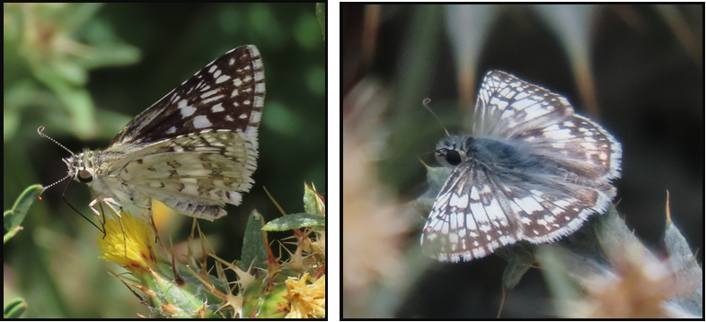 Two pictures of butterflies sitting on a flower.