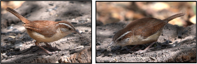 Two pictures of a small brown bird standing on a rock.