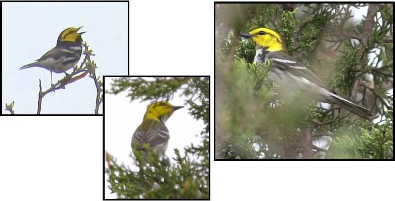A bird with a yellow head is perched on a tree branch.