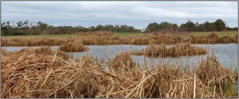 A swamp with tall grass and trees in the background