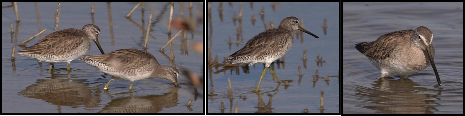 Three birds with long beaks are standing in the water.