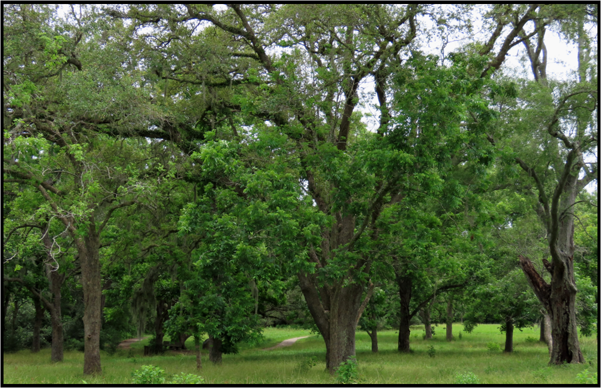 A row of trees in a park with lots of green leaves