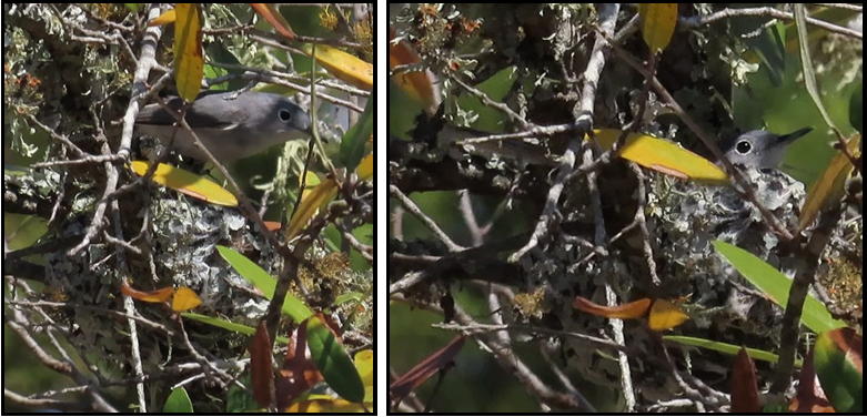 Two pictures of a bird sitting on a tree branch