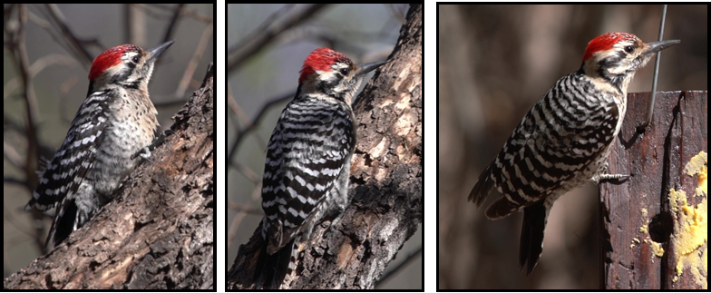 Three pictures of a woodpecker on a tree branch