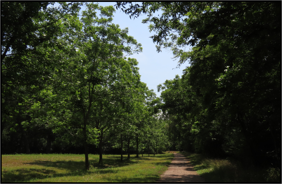 A dirt road going through a lush green forest