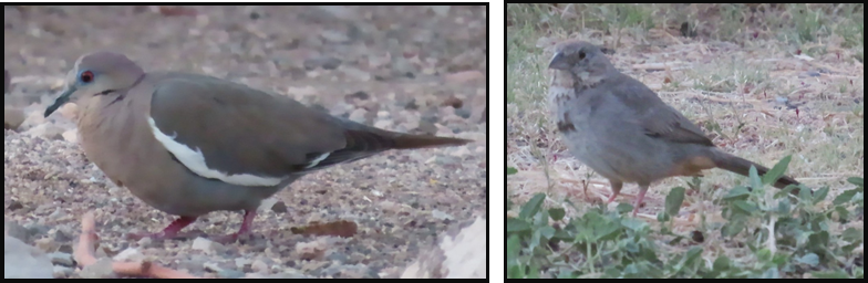 Two birds are standing next to each other on the ground.