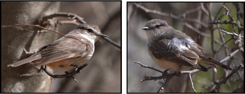 Two pictures of a bird sitting on a tree branch